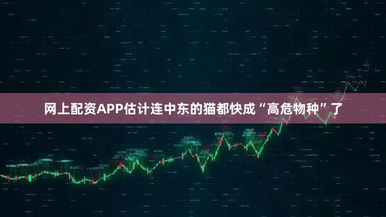 网上配资APP估计连中东的猫都快成“高危物种”了